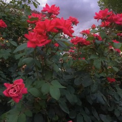 Walk in a Quiet Forest