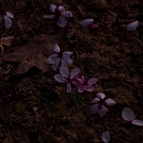 For ロンリ Version By The Insect