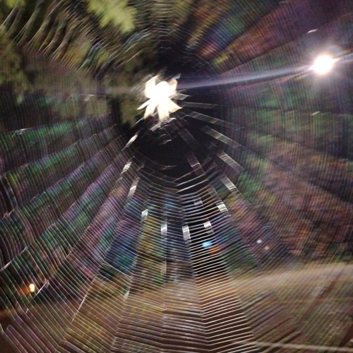 spider