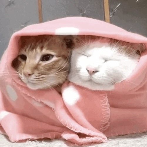 Oh my strong yet fragile Priya