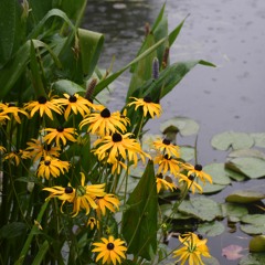 Covermeindaises (P. Constantine )