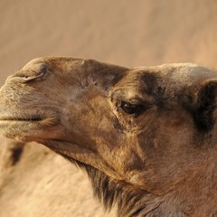 Kamele im rumänischen Raum: bereits in der Antike als Nutztiere verbreitet