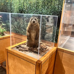 a cover of passenger side by wilco but i have to play it quietly because my parents are sleeping