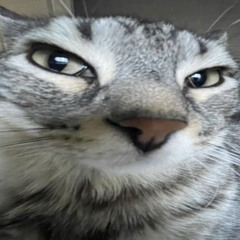 luci4 - king of the night star (sped up)