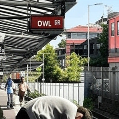 Owl
