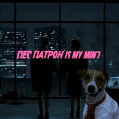 Пес Патрон Is My Mind — Lapatin