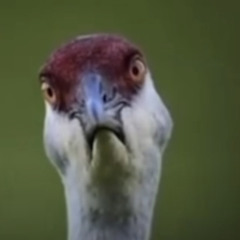 Hidden Ruckus (Prod by Blue Mask)