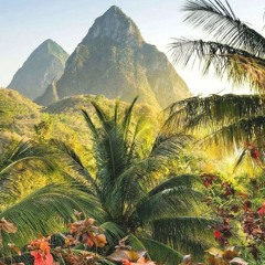 🌴🌴🌴