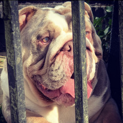 Kitchen kings (practice hours 3/3)