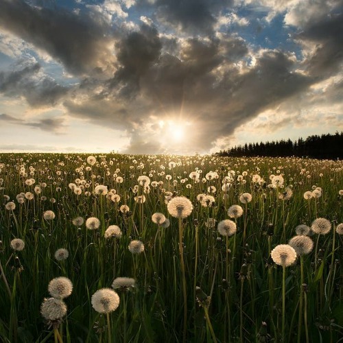 I was a dandelion in my dream