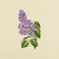 lilaclaza -  lilacs