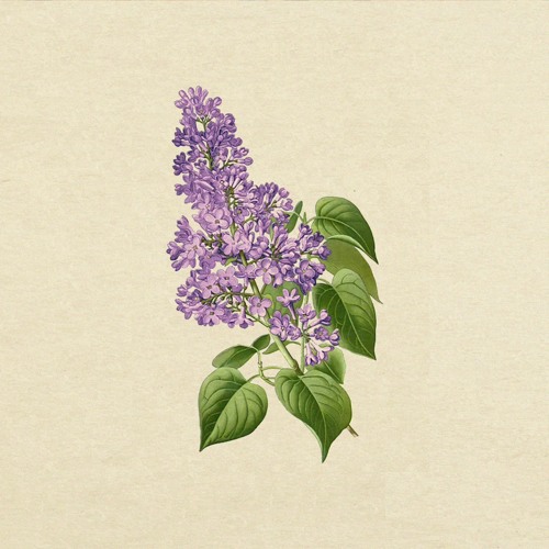 lilaclaza -  lilacs
