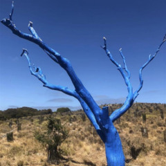 ollu ft (prod)kvrpa - valgus