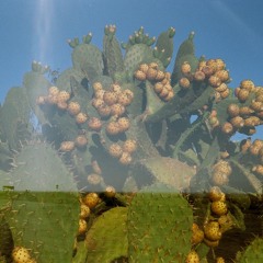 MANGONADA (VOCAL HARMONIES)