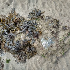 The Sea & The Silence (SeaRecording)
