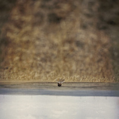 He's Only Got One Oar In The Water