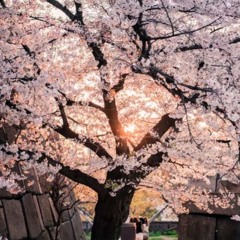 Patouchew - Hugo - Love Story