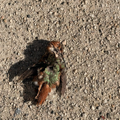 dark trap metal horrorcore