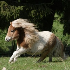 My Pony