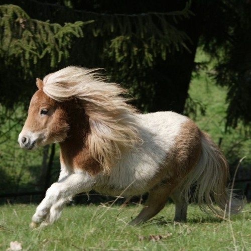 My Pony