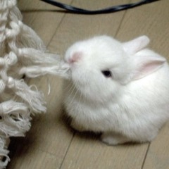 везде ищу (p/ goodvice, mamoru)