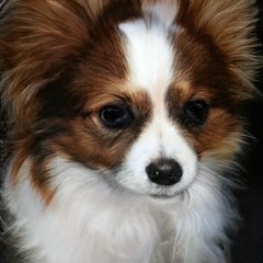 ✝️ el ángel (versión alternativa)