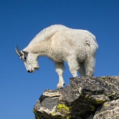 Look Before You Leap