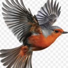 Birdstep