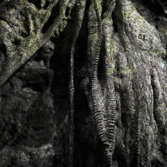 FOCUS 05 - Deep forest wiggle