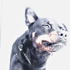 Holy shit heaven Dog