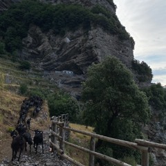 Campania, Agerola - Sentiero Degli Dei / Goats And Shepherd's Calls