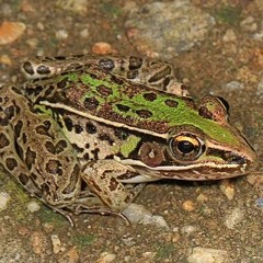 Southern Leopard Frogs Calling at Night (4:15am)