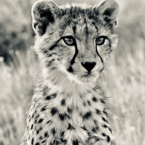 واليوم في تسعه وتسعين طقّاق / سلطان الهاجري