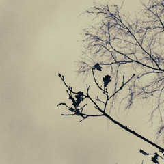 Losє Dιяєcтιση