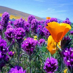 sadowska calm background music +FREE DOWNLOAD+