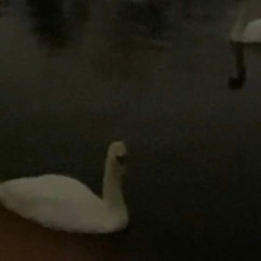 Franziska Lantz Live for Valentine's