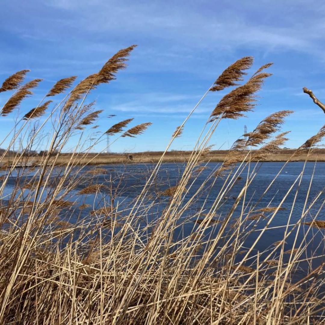Intro to the NJ Wetlands