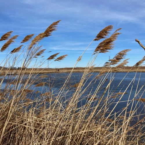 Intro to the NJ Wetlands