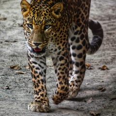 Luh Luh Leopard Pant-ēz