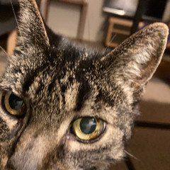 The Forgetful Cat