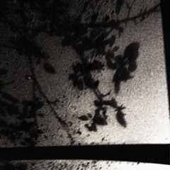 Bleed