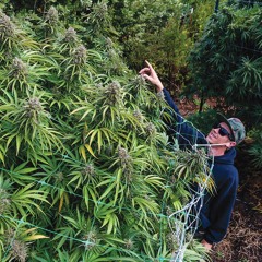 Mendo Dope - Life in the Mountains (PausePlay Mashup)