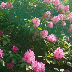 Hypnosis in 2018 på SVENSKA - will be explained in English