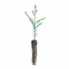 SAPLING