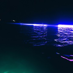 Neon Sea