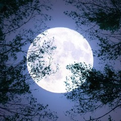 You Shine In My Night