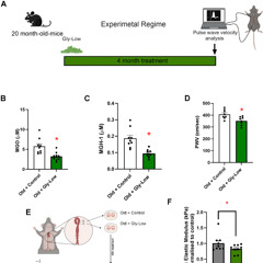 Glycation Stress Promotes Arterial Stiffening and Is Reversed by a Natural Compound in Aging Mice