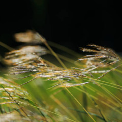 The Breeze