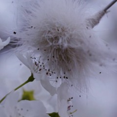 Interspecies Robot Sex Vibratory Pollinator Score
