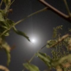 ‎⁨انغام - أيش قد انا ولهان